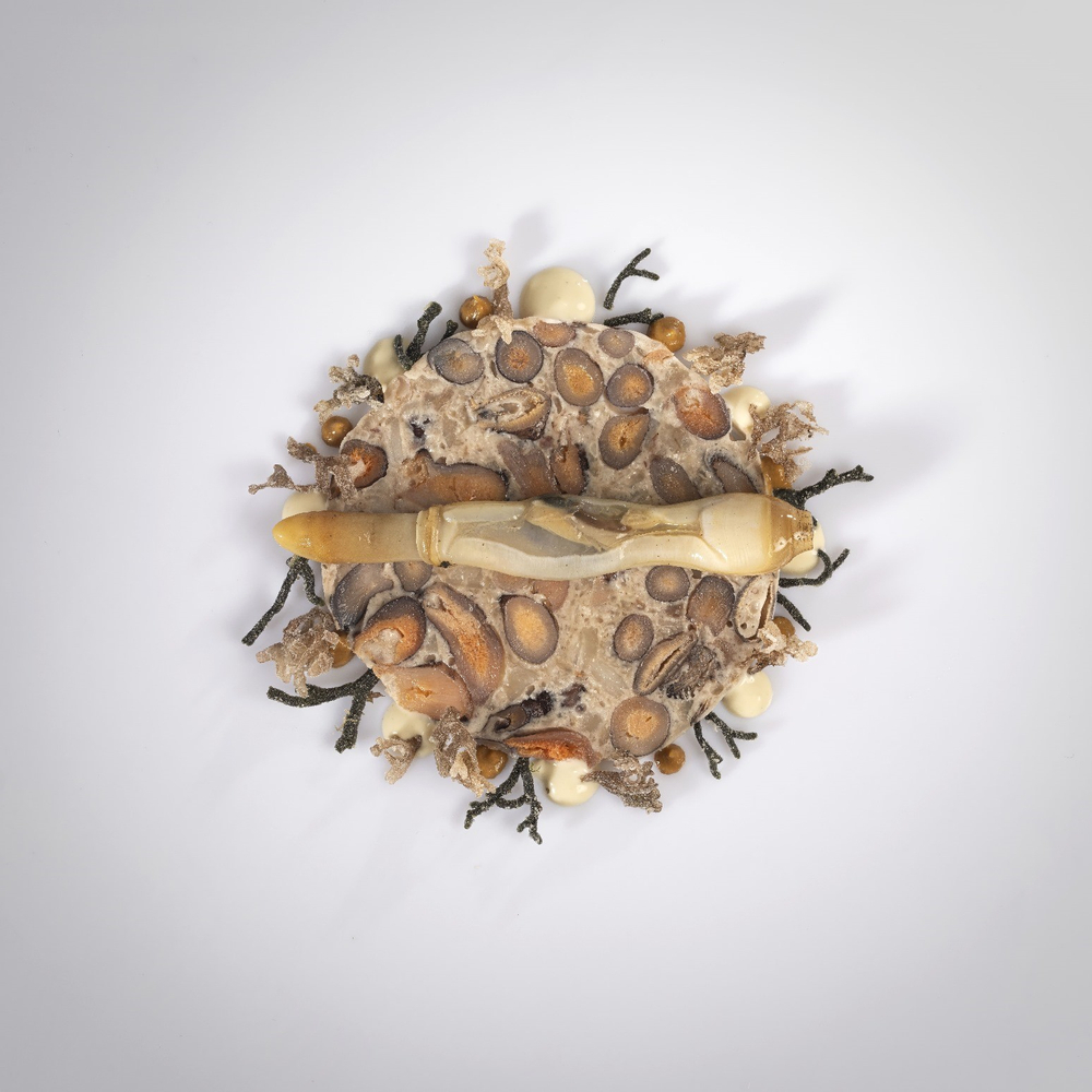 Mosaic of barnacles and mussels with razor shell. © Juantxo Egaña/Akelaŕe 